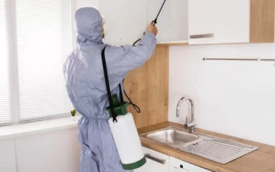 Summer Pest Control: Tips & Solutions by Ernest Pest Control