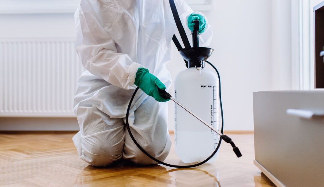 Defending Your Home: Battling Summer Pests with Ernest Pest Control
