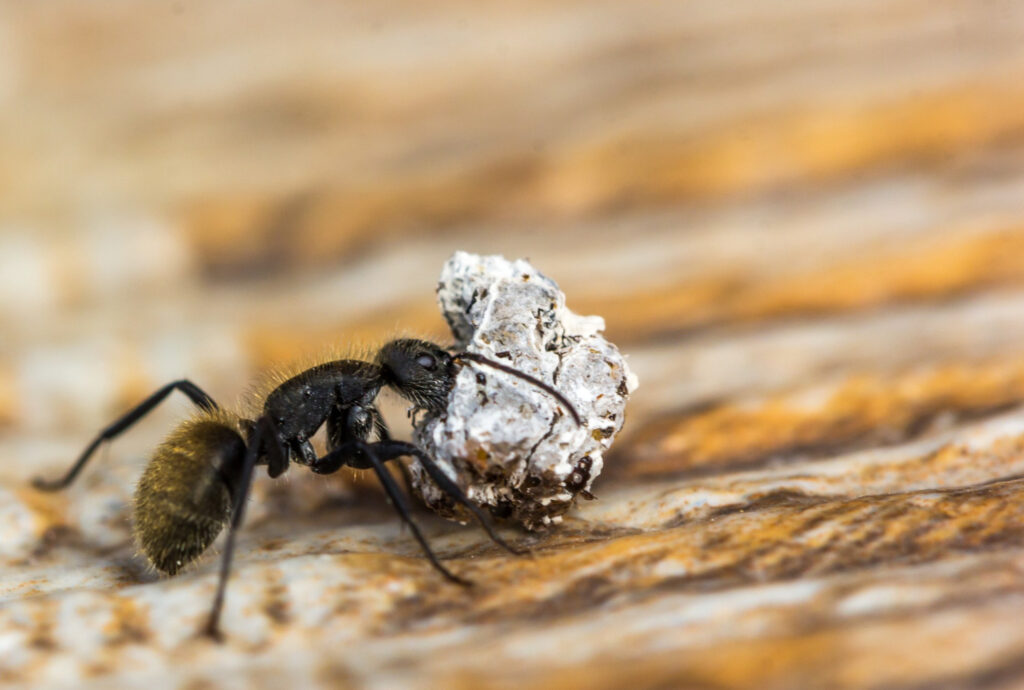 Ensuring Pest-Free Environments with Ernest Pest Control Sydney