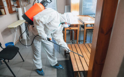 Ernest Pest Control: Your Trusted Solution for Pest Management in Australia