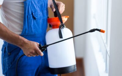 Safeguard Your Home: A Comprehensive Guide to Effective Pest Control in Sydney