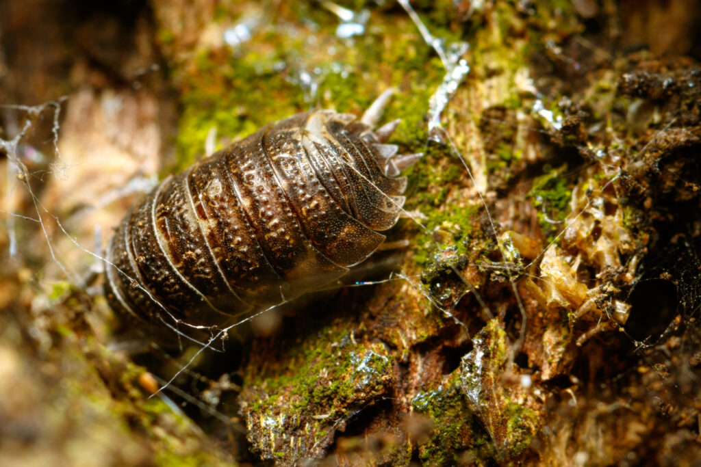 The Importance of Pest Control for Health, Property, and Quality of Life