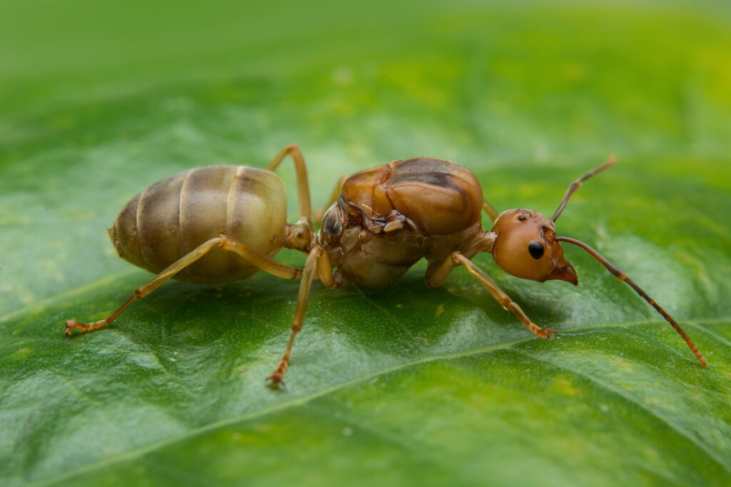 Say Goodbye to Ants: 9 Simple Steps to Keep Them Out of Your Home