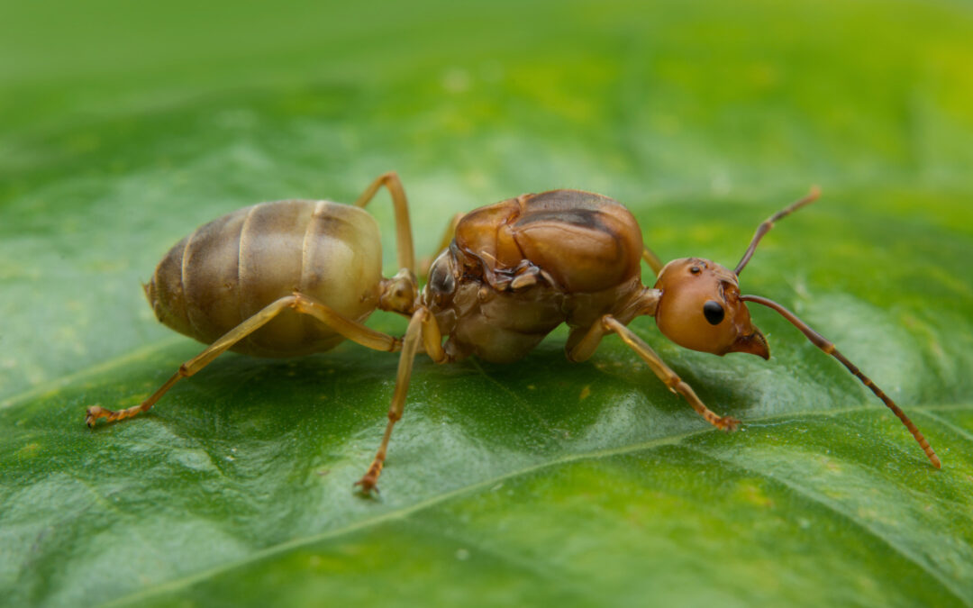 Say Goodbye to Ants: 9 Simple Steps to Keep Them Out of Your Home